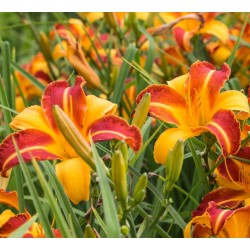 Plante Hemerocallis Frans Hals