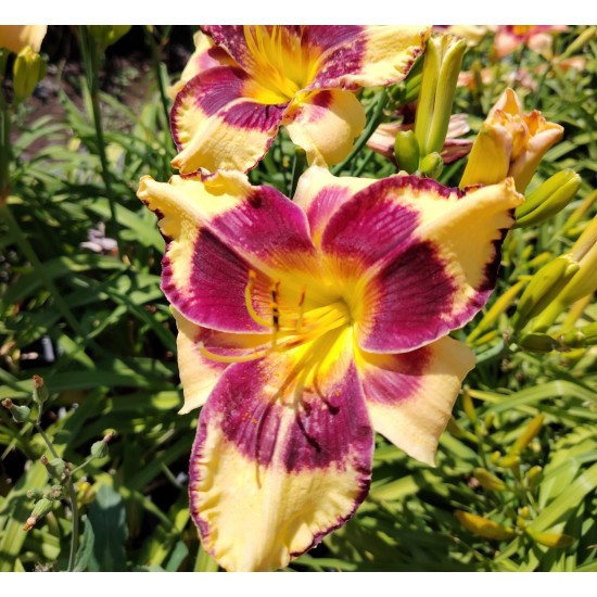 Plante Hemerocallis Jamaican Me Crazy - Crin de o zi