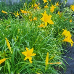 Plante Hemerocallis Lemon Yellow