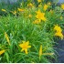Plante Hemerocallis Lemon Yellow