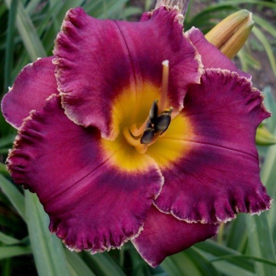 Plante Hemerocallis Night Whispers -Crin de o zi Plante Hemerocallis Night Whispers -Crin de o zi