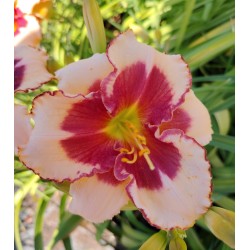 Plante Hemerocallis Nippon Beauty -  Crin de o zi