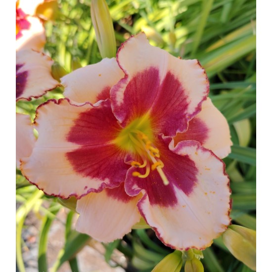 Plante Hemerocallis Nippon Beauty -  Crin de o zi