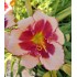 Plante Hemerocallis Nippon Beauty -  Crin de o zi