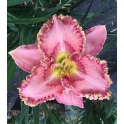 Plante Hemerocallis Princes TuTu -Crin de o zi