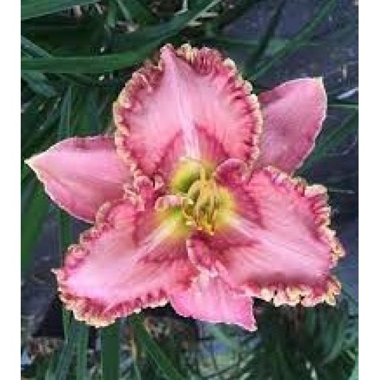 Plante Hemerocallis Princes TuTu -Crin de o zi Plante Hemerocallis Princes TuTu -Crin de o zi
