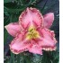 Plante Hemerocallis Princes TuTu -Crin de o zi