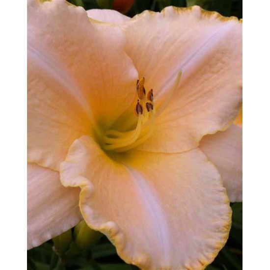 Plante Hemerocallis Serena Sunburst-Crin de o zi Plante Hemerocallis Serena Sunburst-Crin de o zi