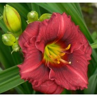 Plante Hemerocallis Siloam Grace Stamile -  Crin de o zi