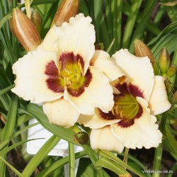 Plante Hemerocallis Snowy Eyes -  Crin de o zi