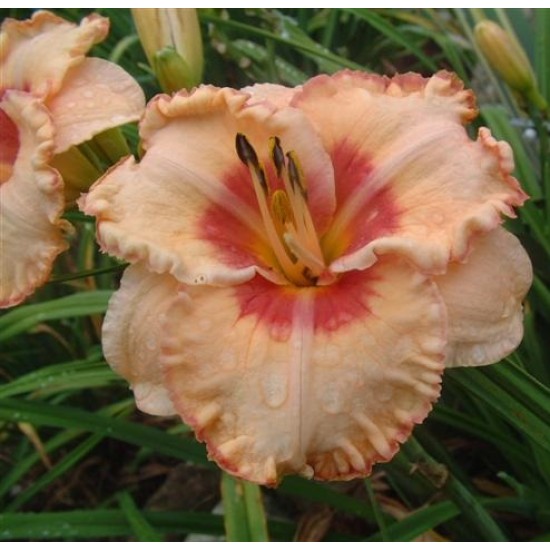 Plante Hemerocallis Spacecoast Sweet Eye-Crin de o zi Plante Hemerocallis Spacecoast Sweet Eye-Crin de o zi
