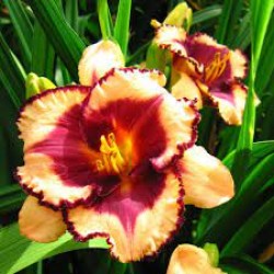 Plante Hemerocallis Tropical Surprise-Crin de o zi