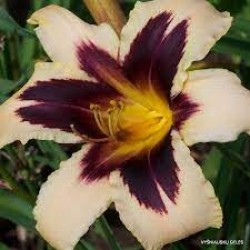 Plante Hemerocallis Wild Horses-Crin de o zi