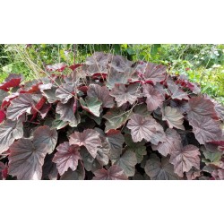 Plante Heuchera XXL - Heuchera