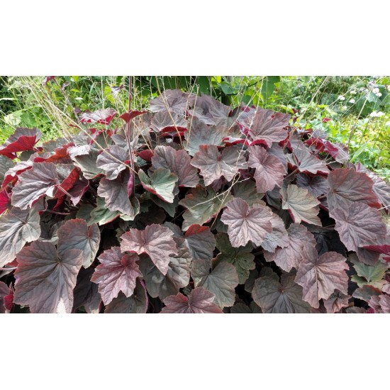 Plante Heuchera XXL - Heuchera