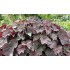 Plante Heuchera XXL - Heuchera