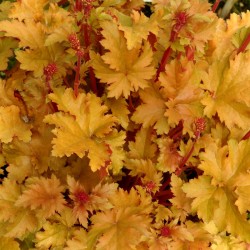 Plante Heuchera Amber Waves - Heuchera