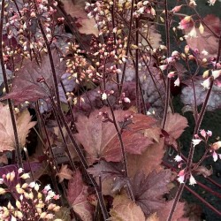 Plante Heuchera Beaujolaris - Heuchera