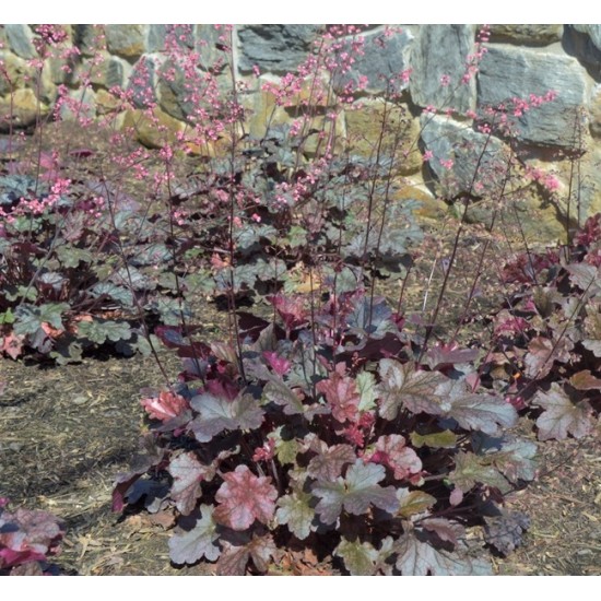 Plante Heuchera Berry Marmelade - Heuchera Plante Heuchera Berry Marmelade - Heuchera