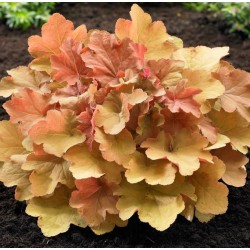Plante Heuchera Caramel -Heuchera