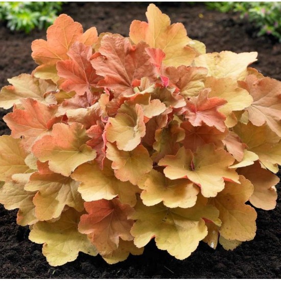 Plante Heuchera Caramel -Heuchera