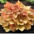 Plante Heuchera Caramel -Heuchera