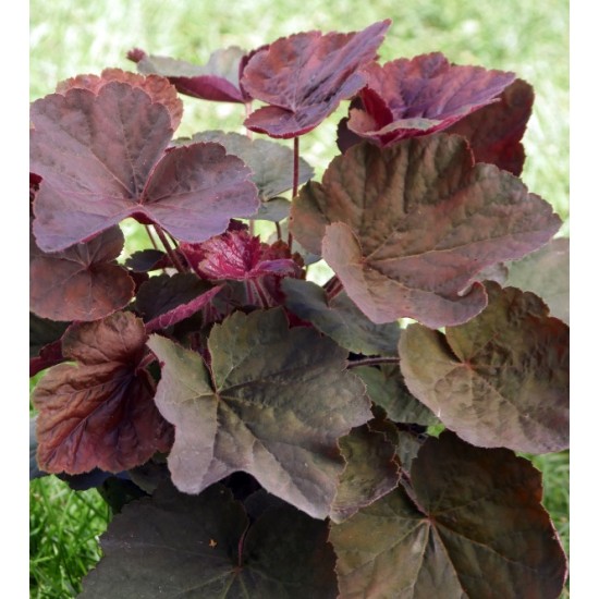 Plante Heuchera Cloud Nine -Heuchera Plante Heuchera Cloud Nine -Heuchera