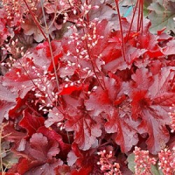 Plante Heuchera Forever Red-Heuchera