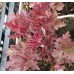Plante Heuchera Georgia Peach - Heuchera