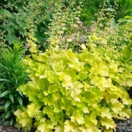 Plante Heuchera Lime Marmalade - Heuchera Plante Heuchera Lime Marmalade - Heuchera