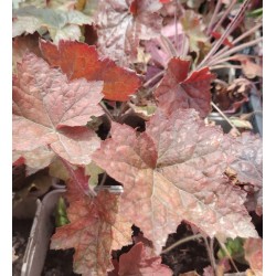 Plante Heuchera Palace Purple -  Heuchera