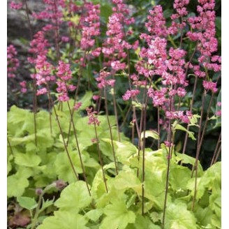 Plante Heuchera Pistache - Heuchera