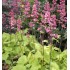 Plante Heuchera Pistache - Heuchera