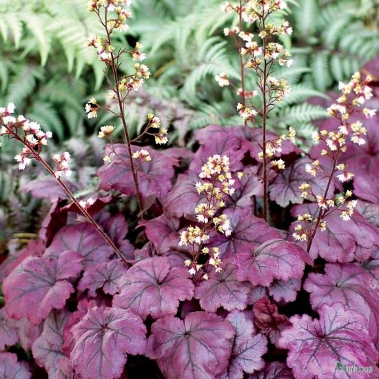 Plante Heuchera Plum Royal - Heuchera Plante Heuchera Plum Royal - Heuchera