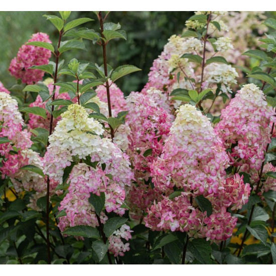 Plante Hortensia-Hydrangea paniculata - Fraise Melba