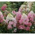 Plante Hortensia-Hydrangea paniculata - Fraise Melba