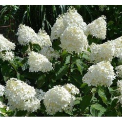 Plante Hortensia - Hydrangea paniculata Phantom Plante Hortensia - Hydrangea paniculata Phantom