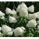 Plante Hortensia - Hydrangea paniculata Phantom Plante Hortensia - Hydrangea paniculata Phantom