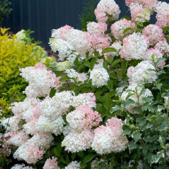 Plante Hortensia - Hydrangea paniculata Phantom Plante Hortensia - Hydrangea paniculata Phantom