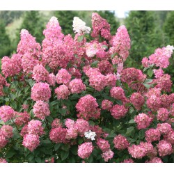 Plante Hortensia-Hydrangea paniculata - Fraise Melba
