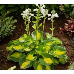 Plante Hosta Sunset Grooves - Crin de toamna