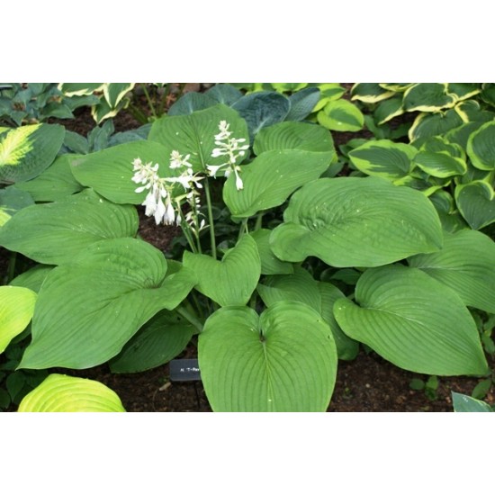 Plante Hosta T Rex - Crin de toamna Plante Hosta T Rex - Crin de toamna