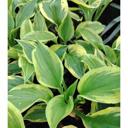 Plante Hosta Anne-Crin de toamna