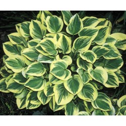 Plante Hosta Anne-Crin de toamna