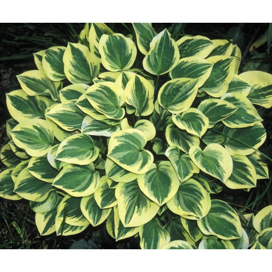 Plante Hosta Anne-Crin de toamna Plante Hosta Anne-Crin de toamna