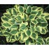 Plante Hosta Anne-Crin de toamna