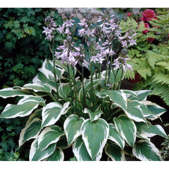 Plante Hosta Antioch -Crin de toamna Plante Hosta Antioch -Crin de toamna