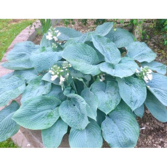 Plante Hosta Big Mama -Crin de toamna Plante Hosta Big Mama -Crin de toamna