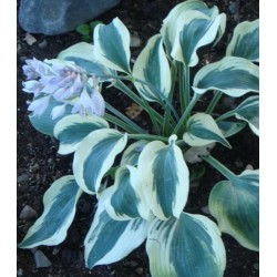 Plante Hosta Blue Ivory-Crin de toamna