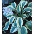 Plante Hosta Blue Ivory-Crin de toamna